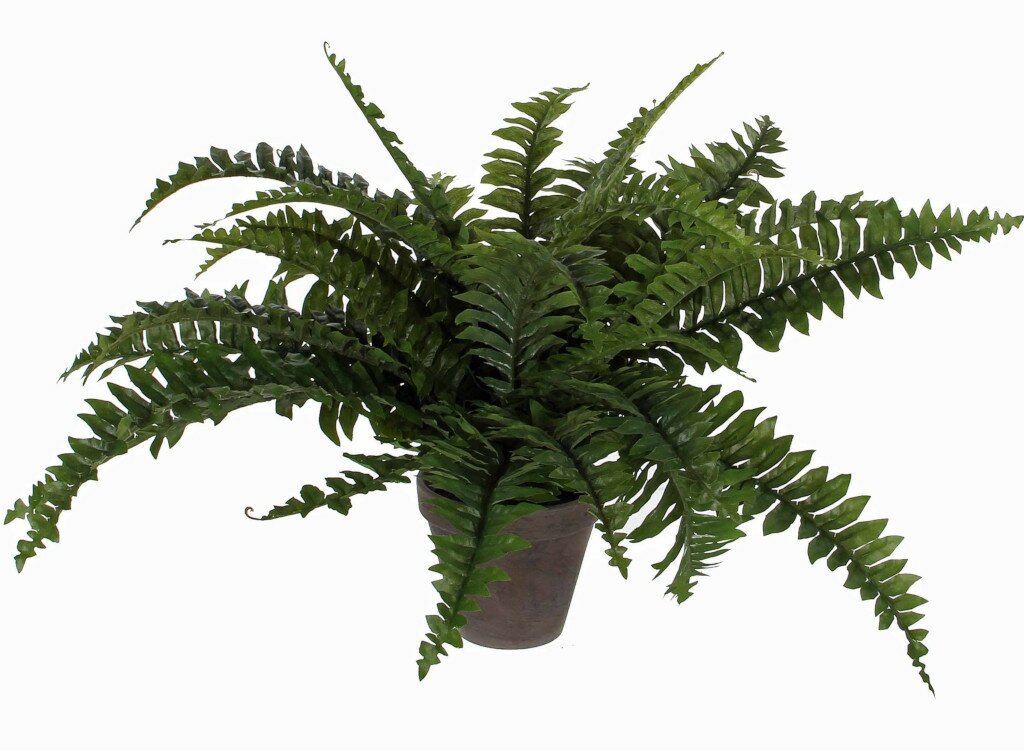 Mica Boston Varen Groen