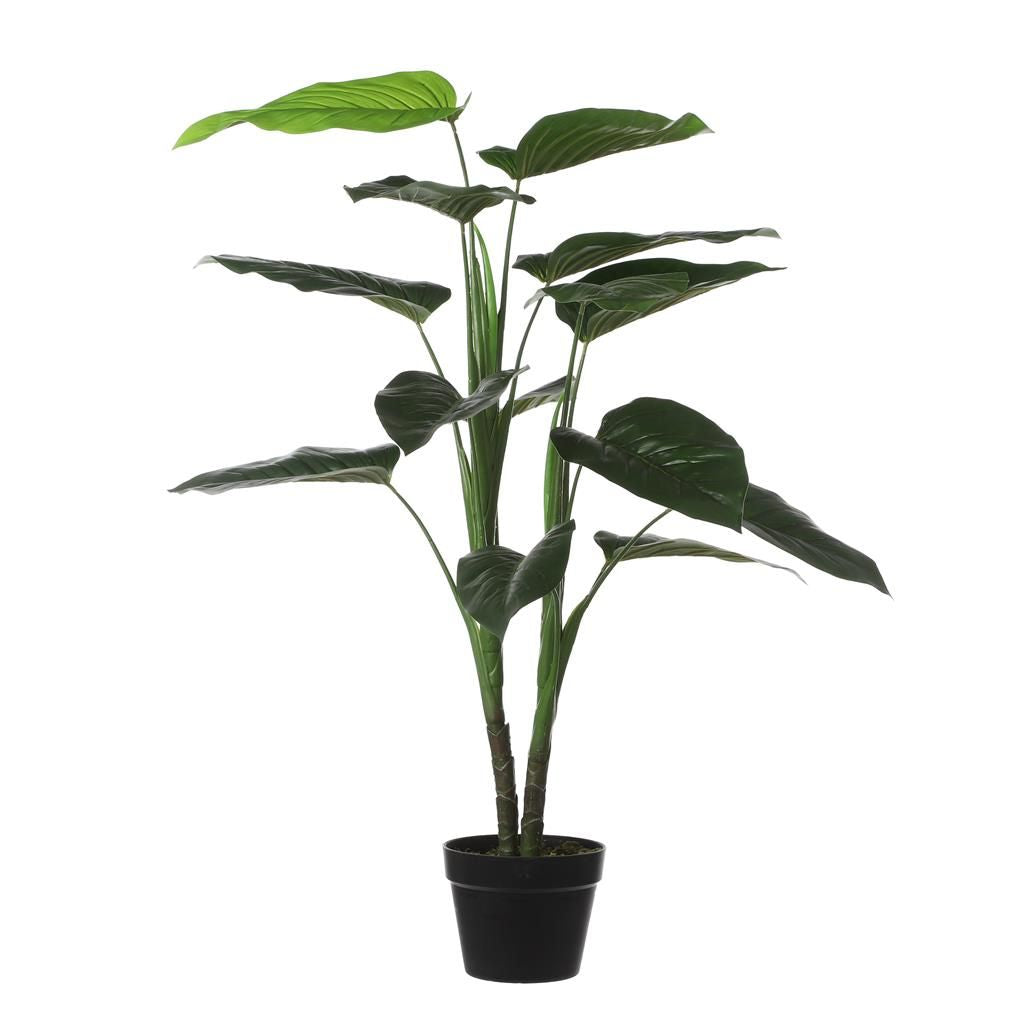 Mica Philodendron In Pot Groen