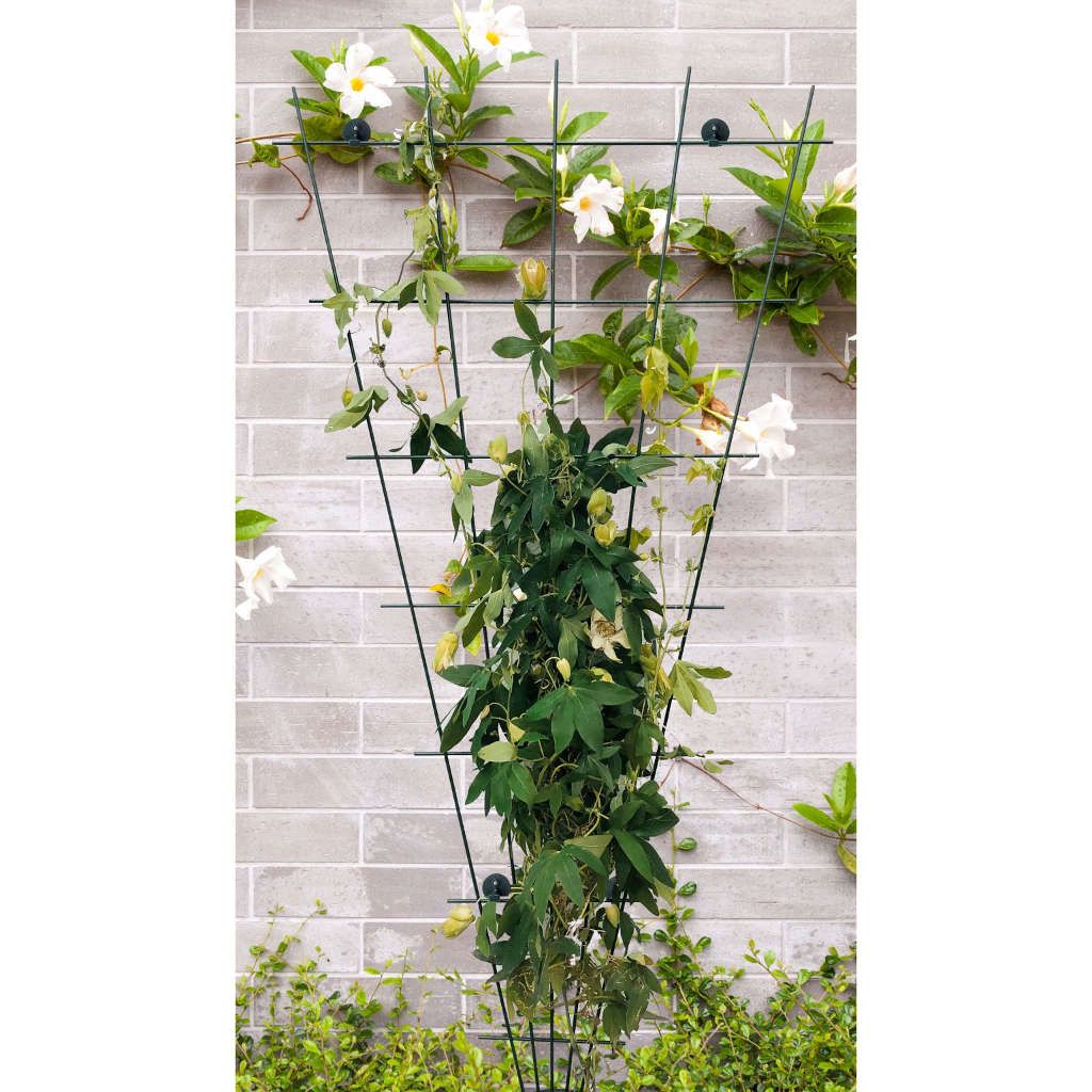 Peacock Trellis Waaier 72 X 150 Cm