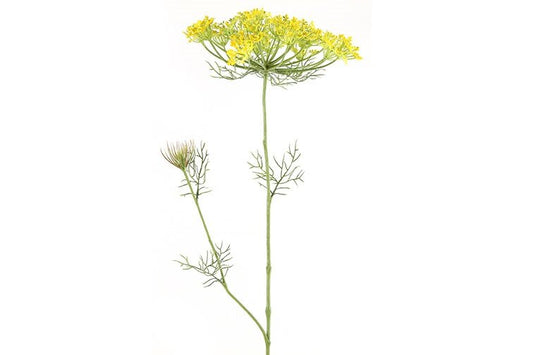  Countryfield Heracleum Sphondylium Geel