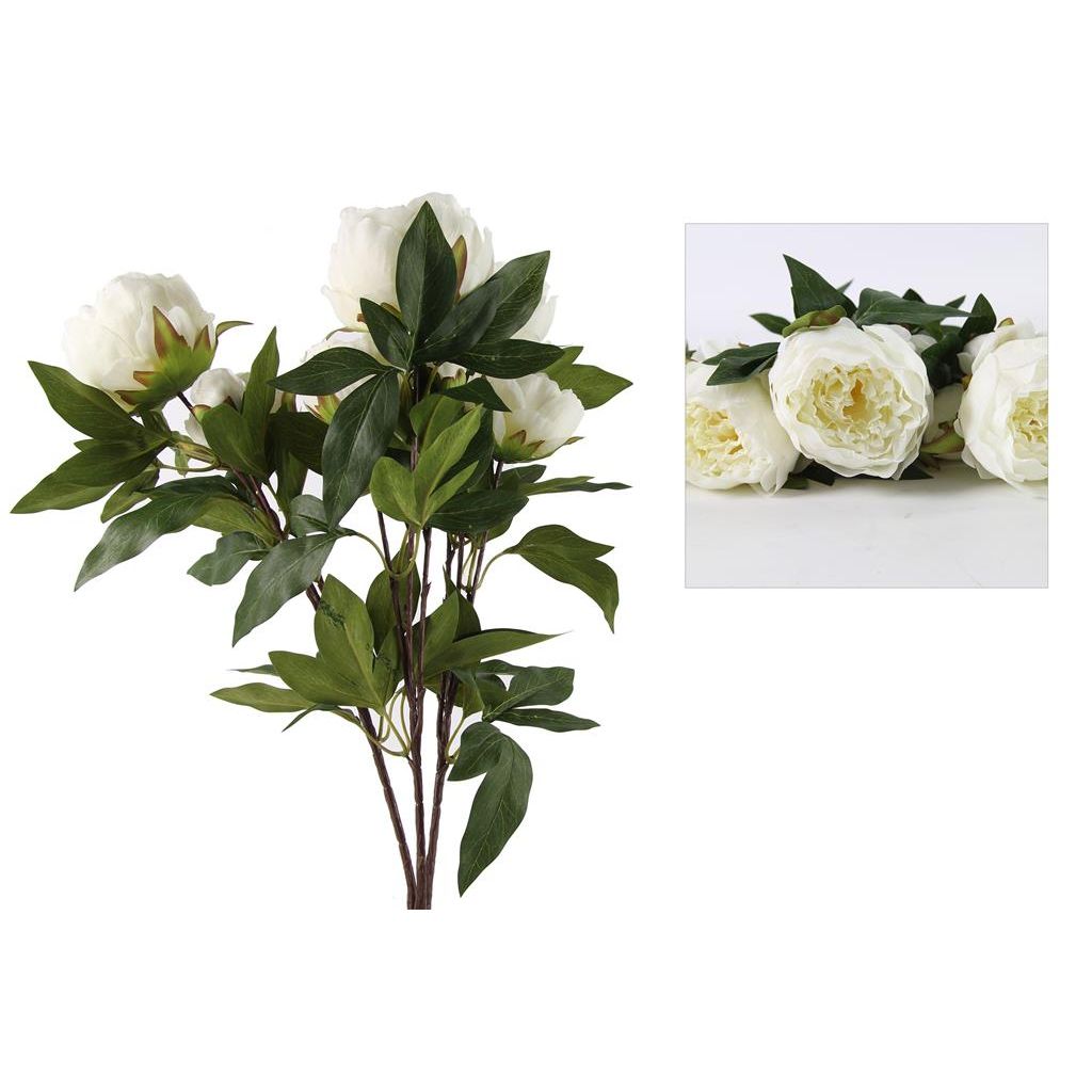  Countryfield Paeonia Rosa Wit