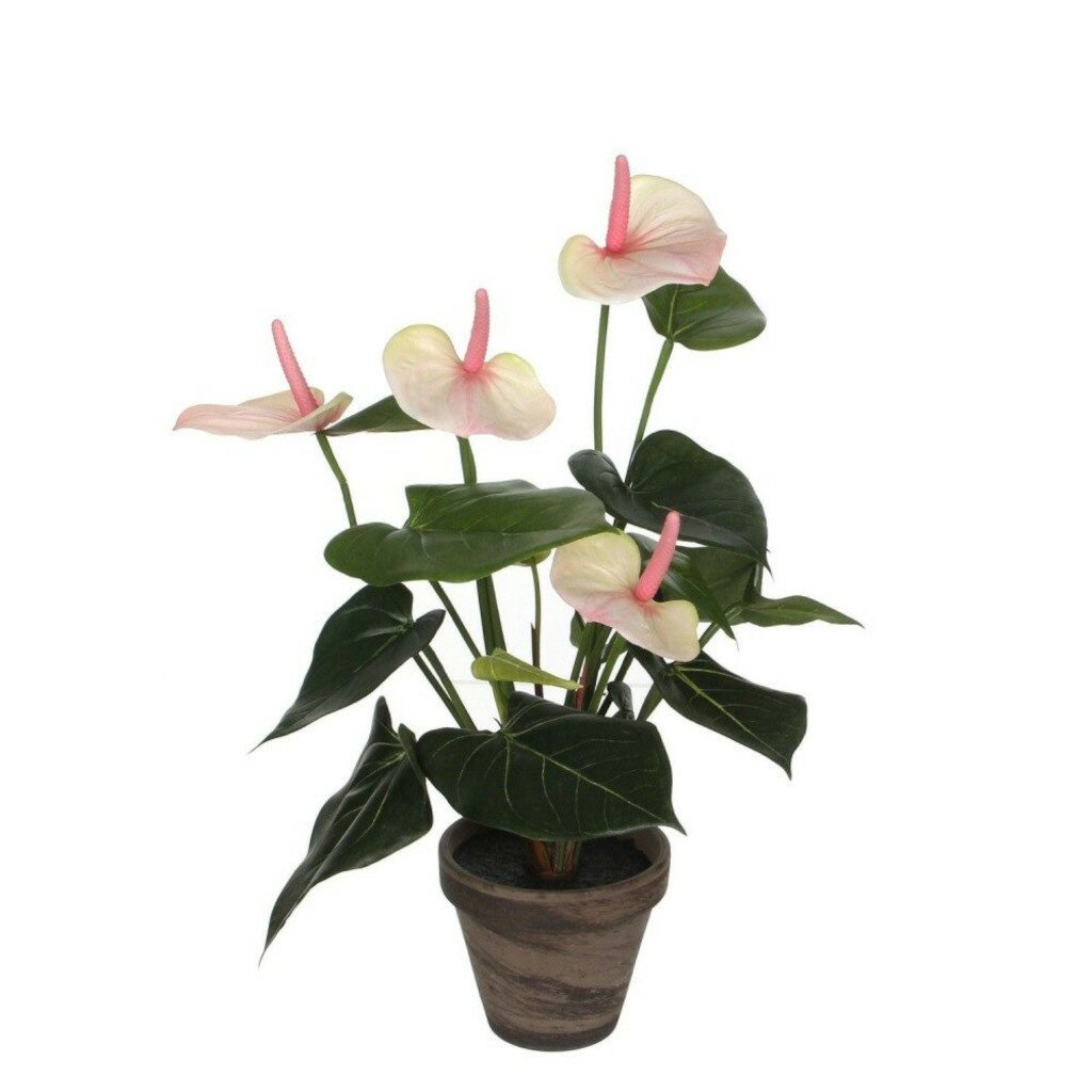  Mica Anthurium Licht Roze