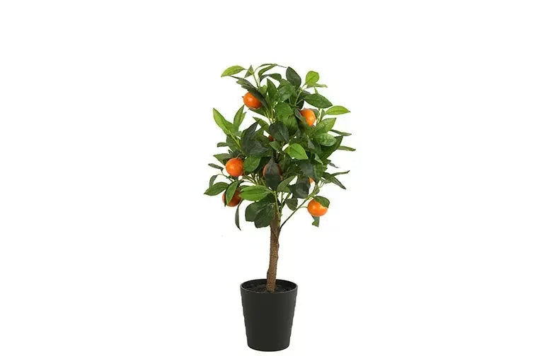  Mica Citrus Sinensis 75 Cm Oranje