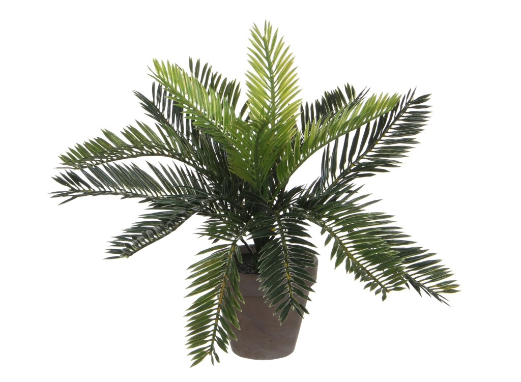  Mica Cycas Palm Groen