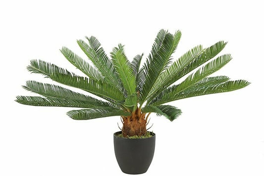  Mica Cycas Revoluta S Groen 72 Cm