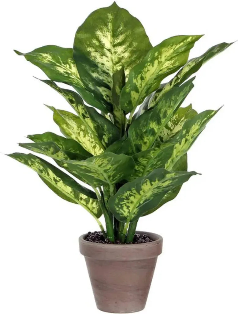  Mica Dieffenbachia Groen
