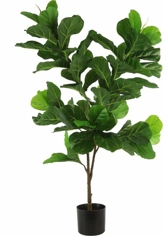  Mica Ficus Lyrata 120 Cm Groen