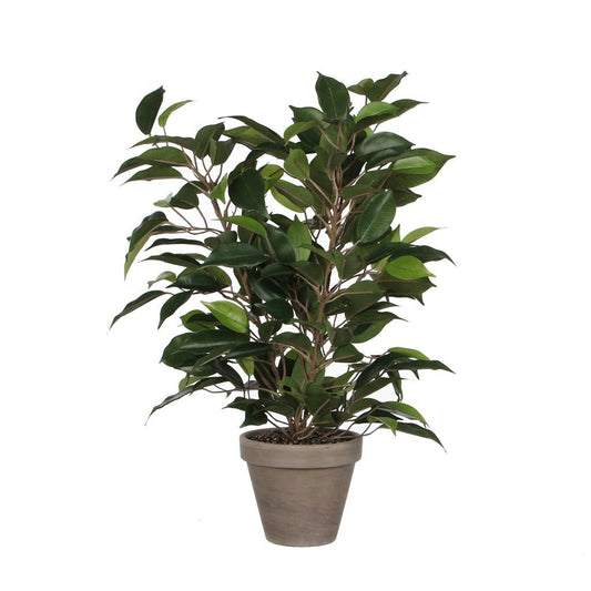  Mica Ficus Natasja Groen