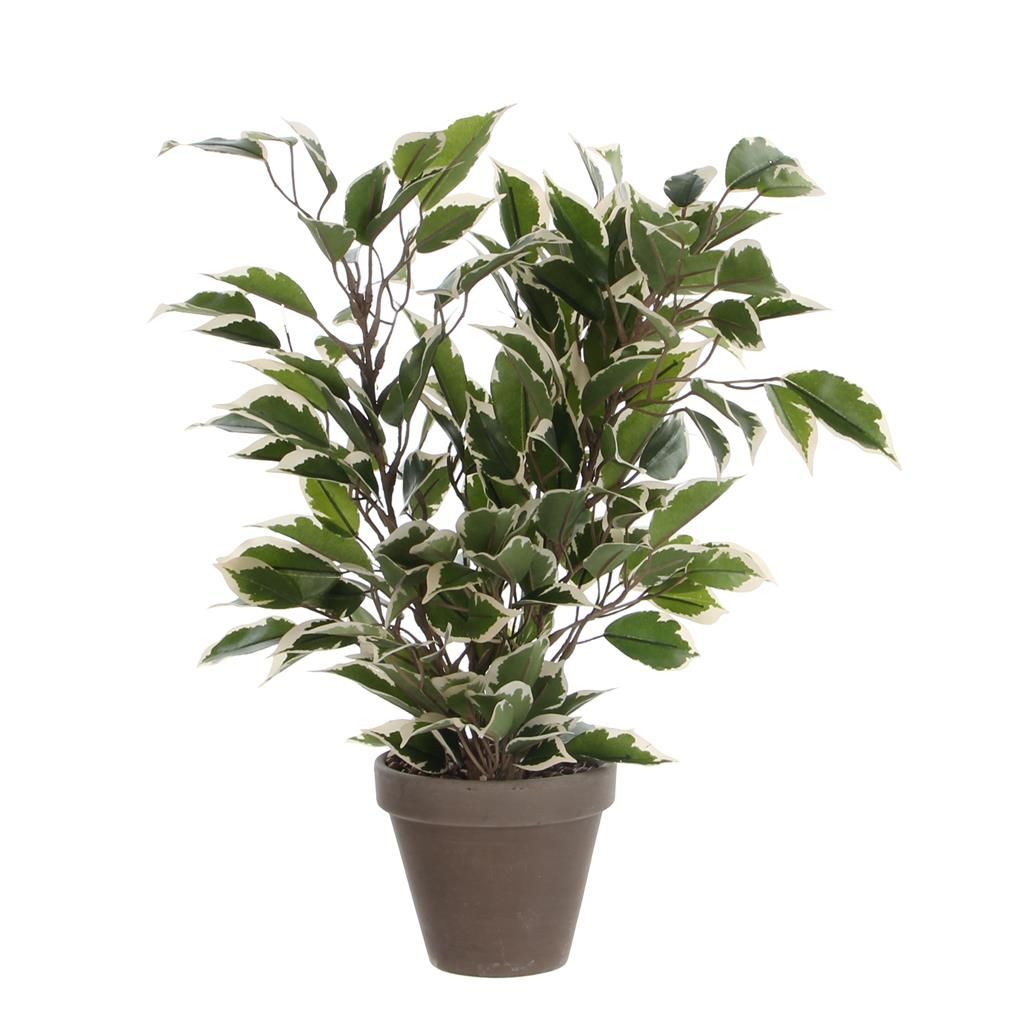  Mica Ficus Natasja Groen / Bont