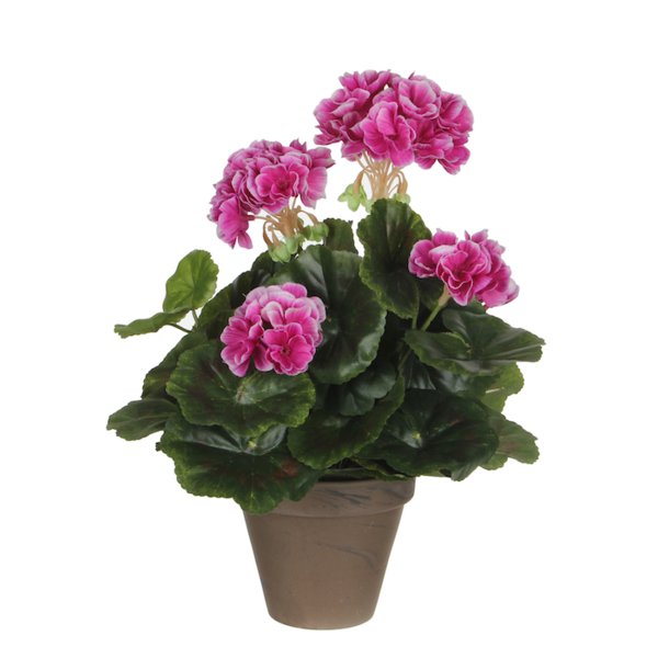  Mica Geranium 33 Cm Paars