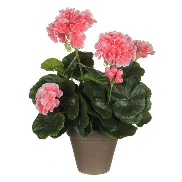  Mica Geranium 33cm Perzik