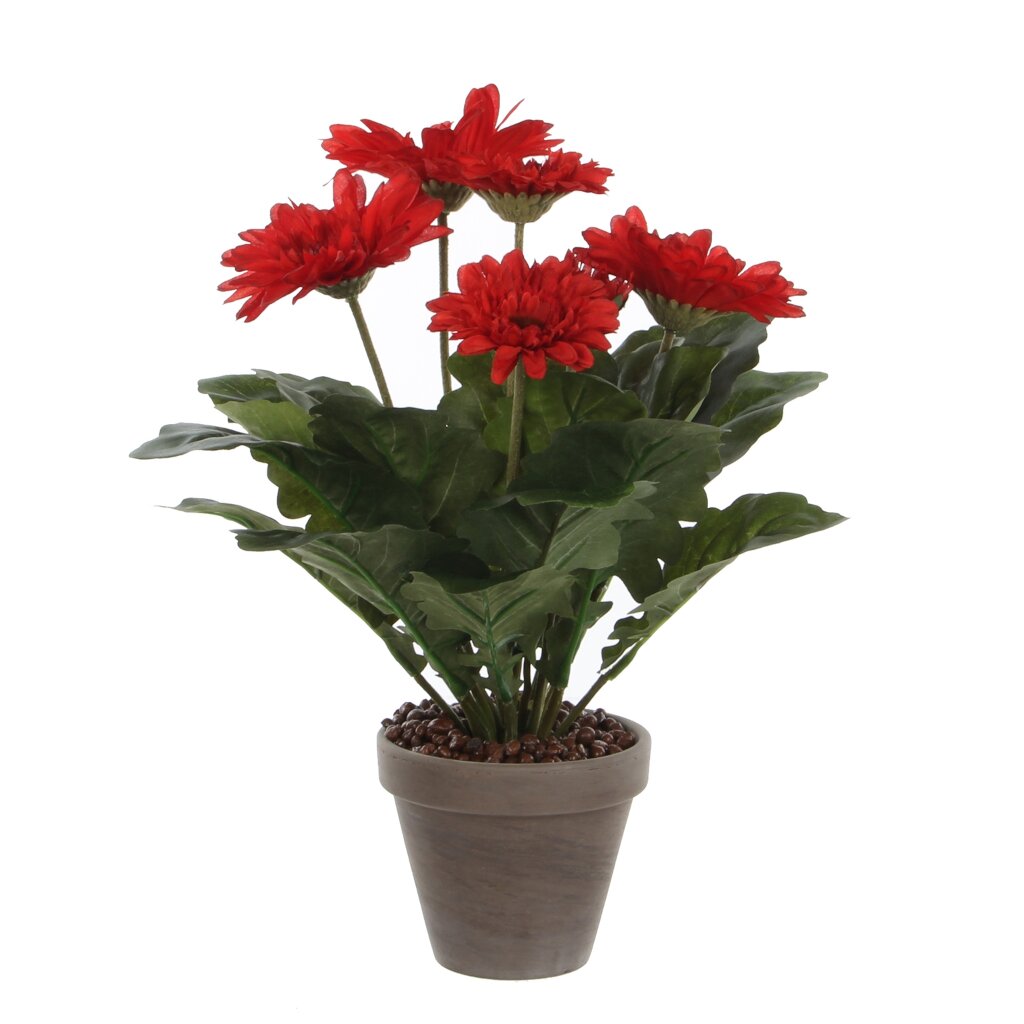  Mica Gerbera In Pot Rood