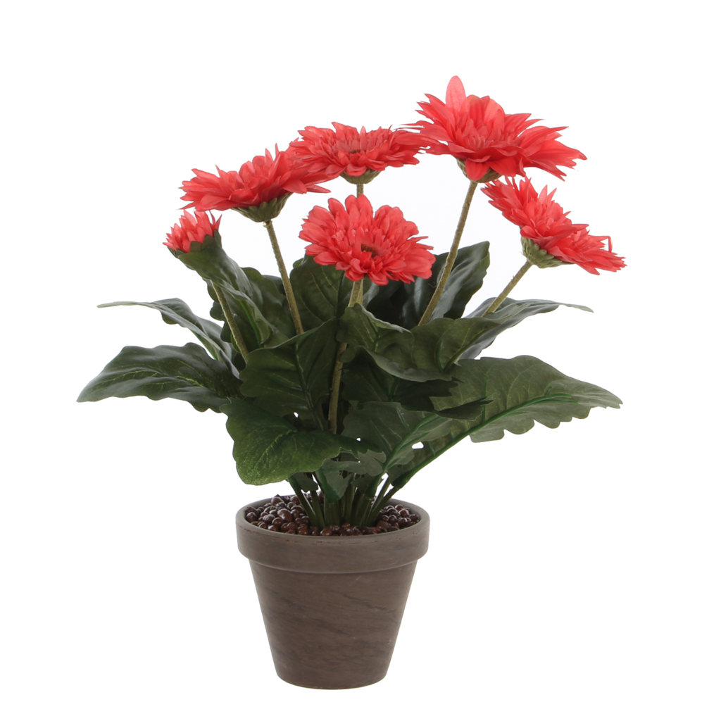  Mica Gerbera In Pot Roze