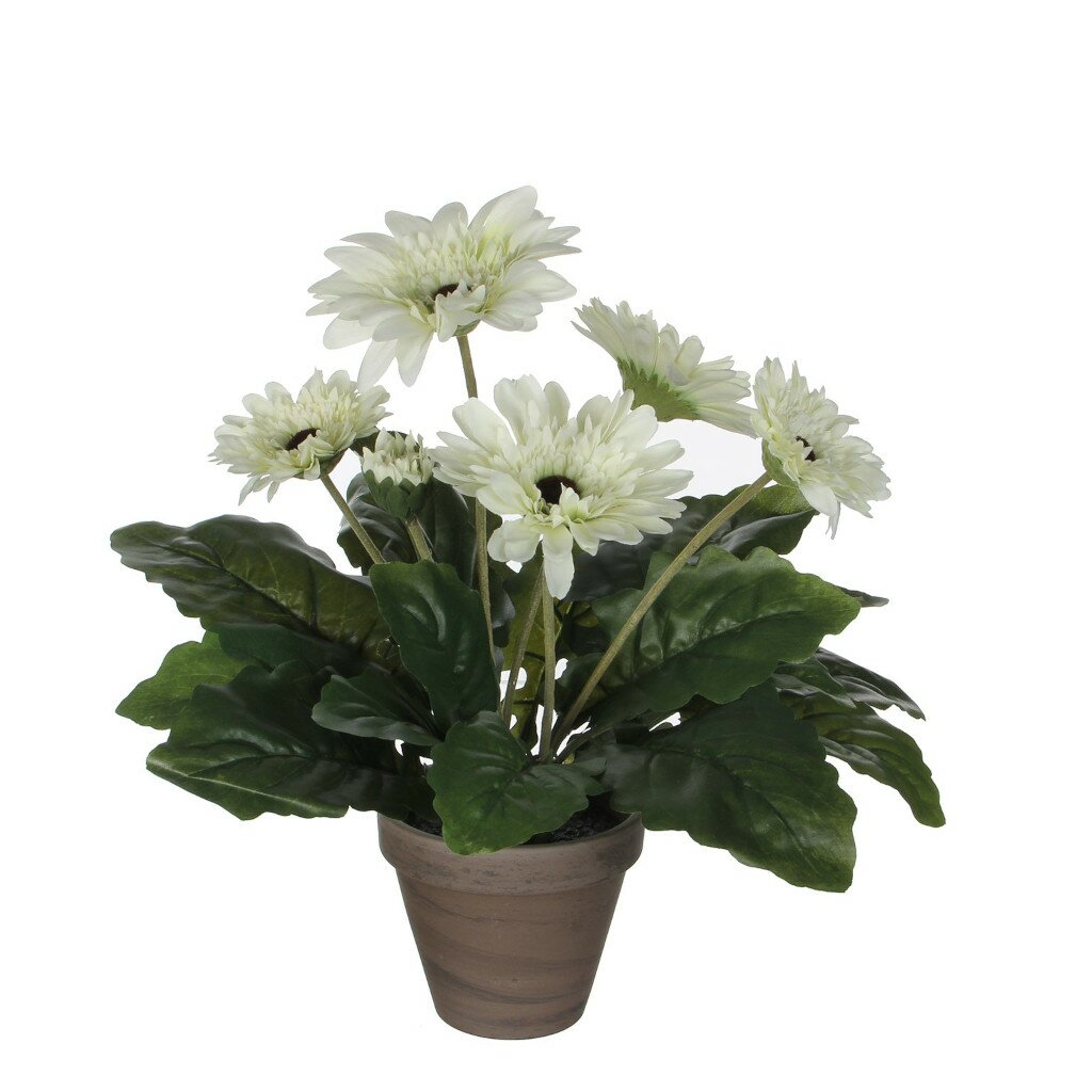  Mica Gerbera In Pot Wit