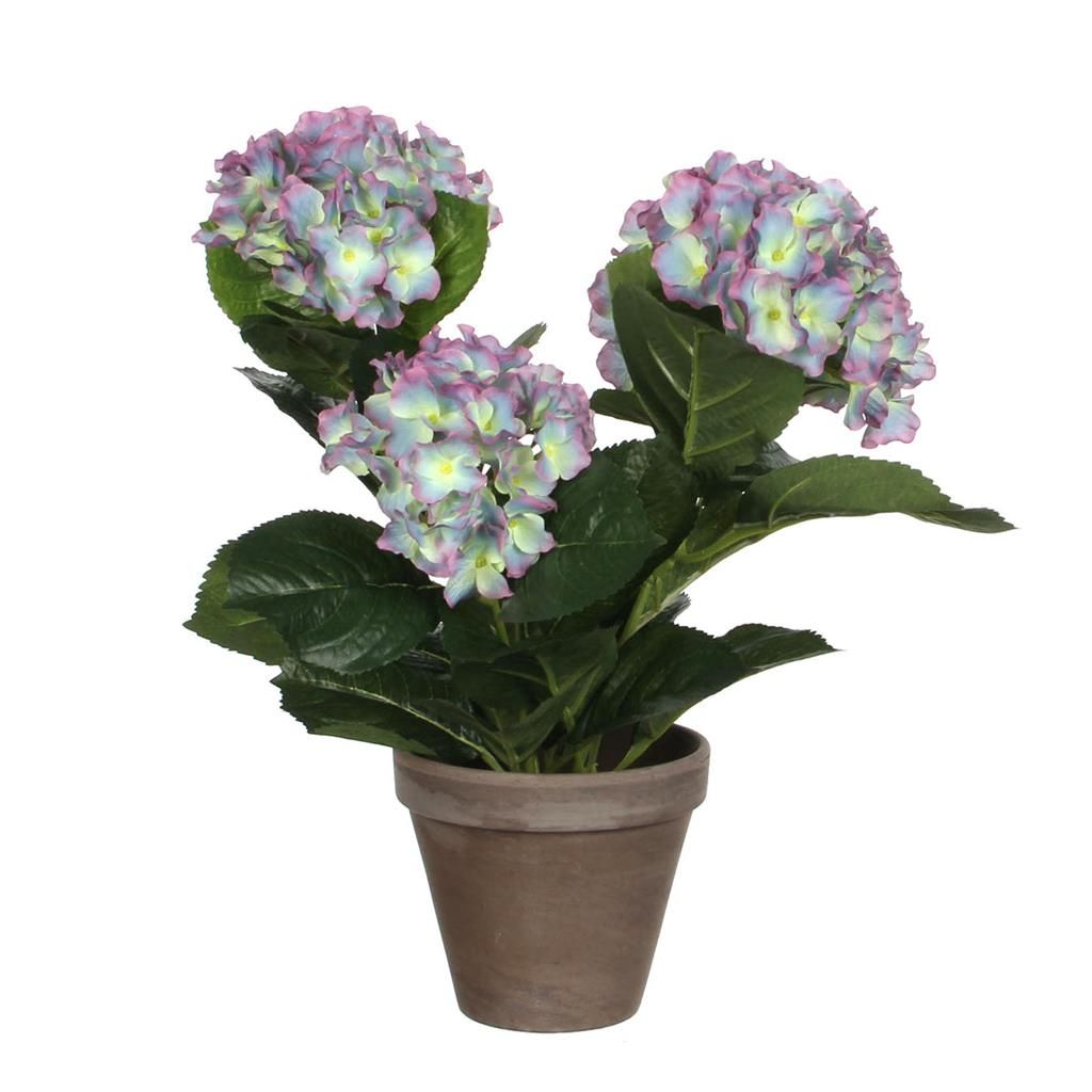  Mica Hortensia In Pot Paars