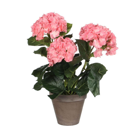  Mica Hortensia In Pot Roze