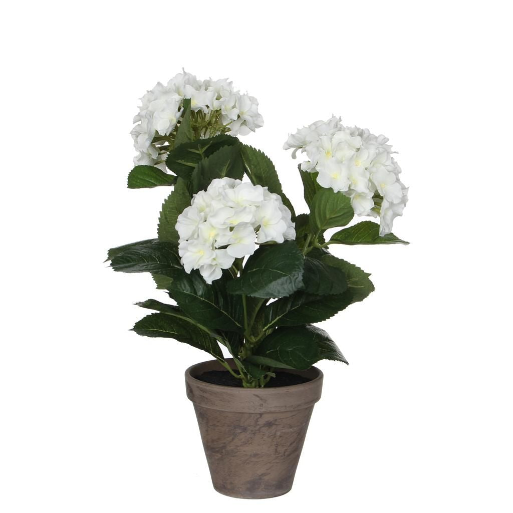  Mica Hortensia In Pot Wit