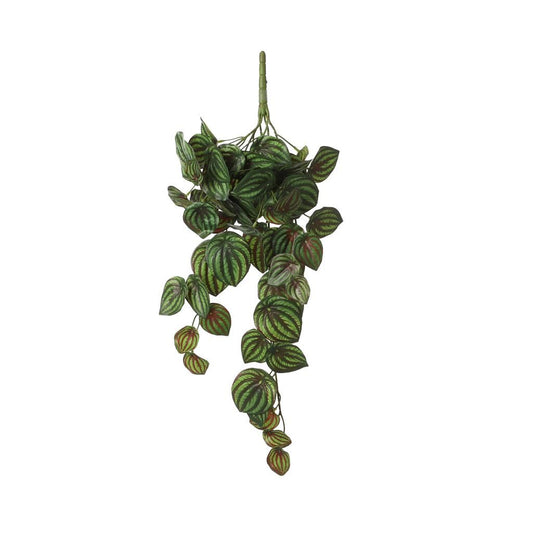  Mica Peperomia Hang Plant Groen