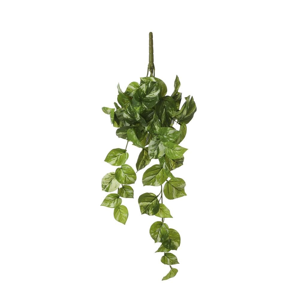  Mica Pothos Hang 58 Cm