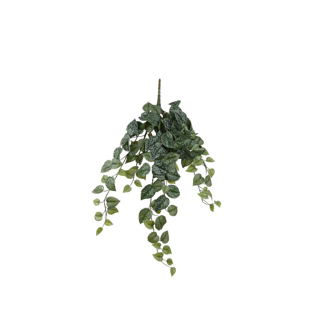  Mica Scindapsus Hang 71 Cm