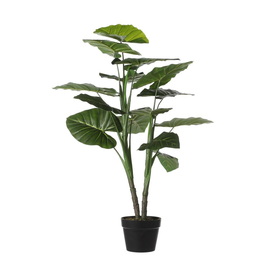  Mica Taro In Pot 100 Cm Groen