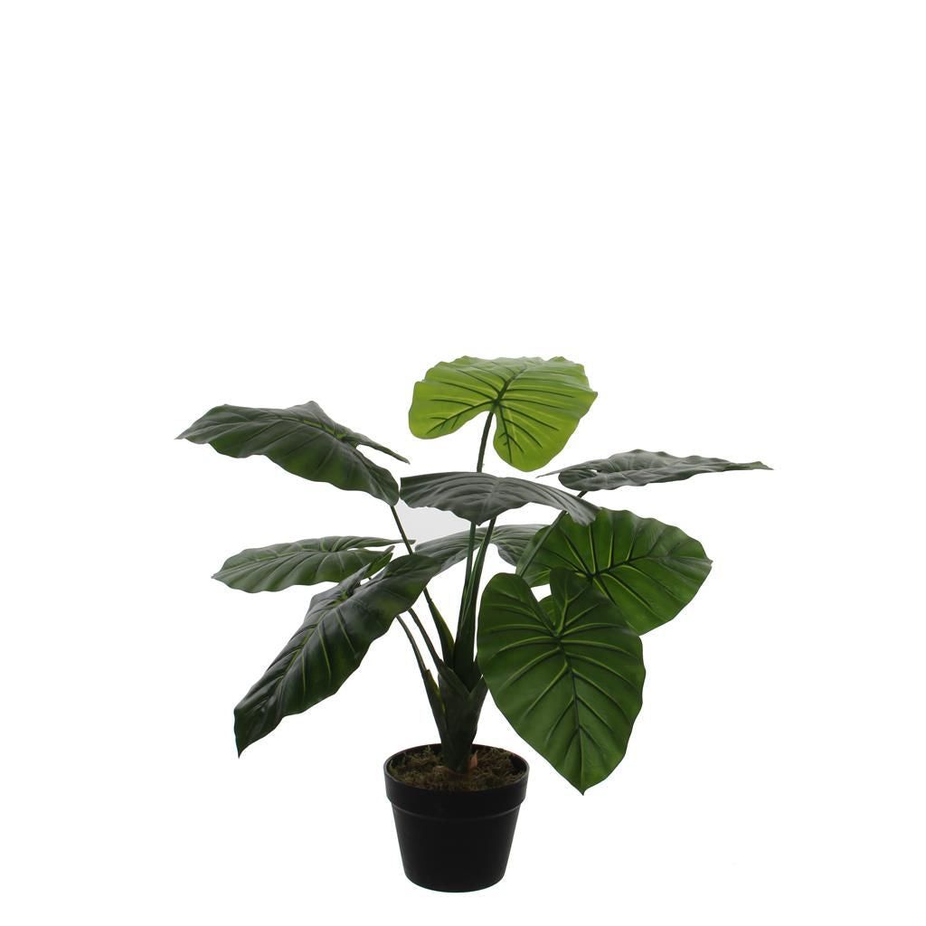  Mica Taro In Pot Groen