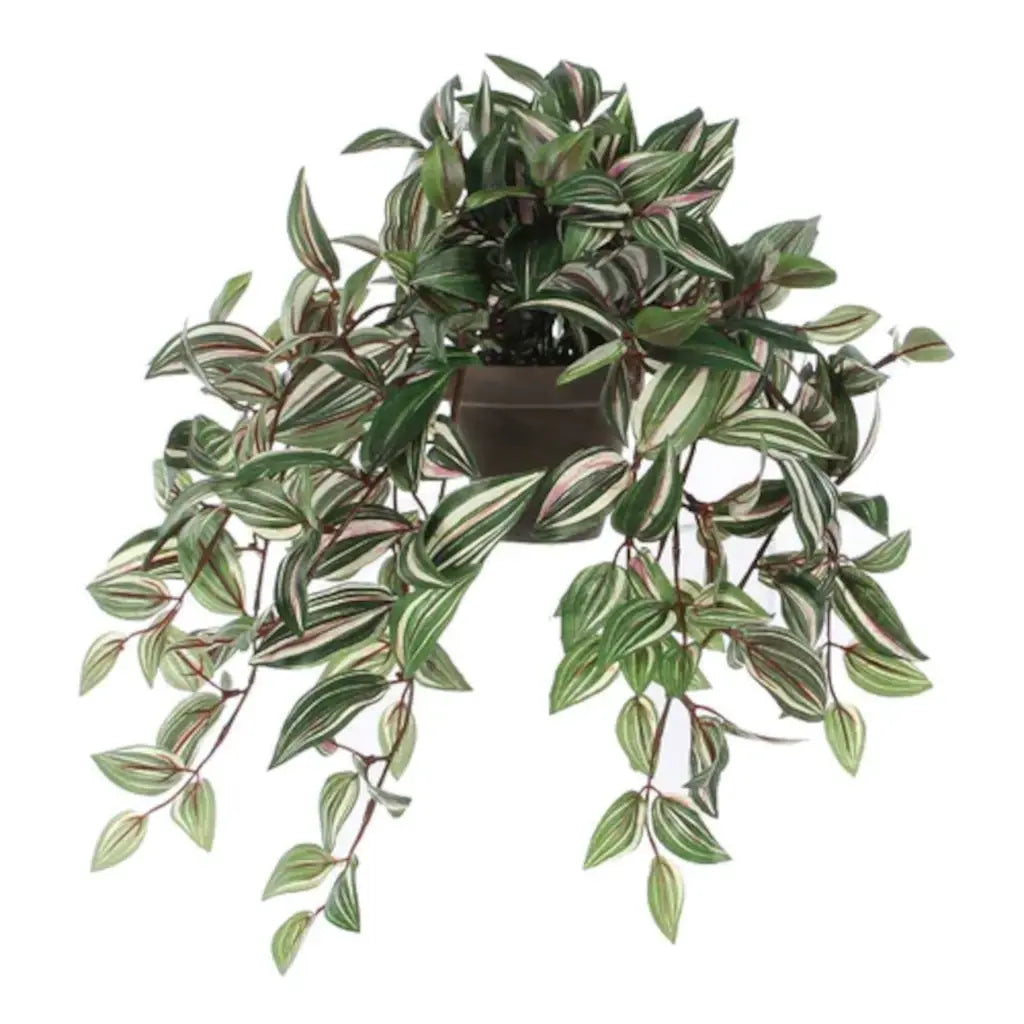  Mica Tradescantia Hang Groen