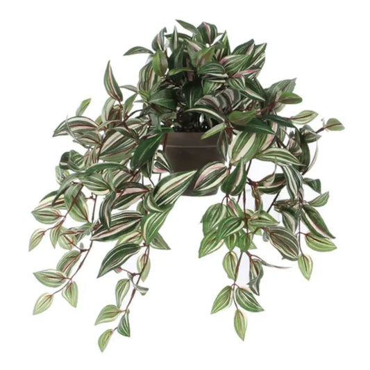  Mica Tradescantia Hang Groen